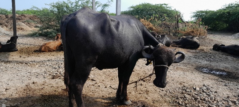 khadu vachvanu...