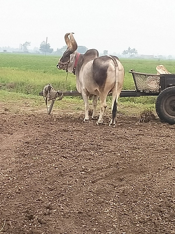 બળદ વેસ્વા ના સ...