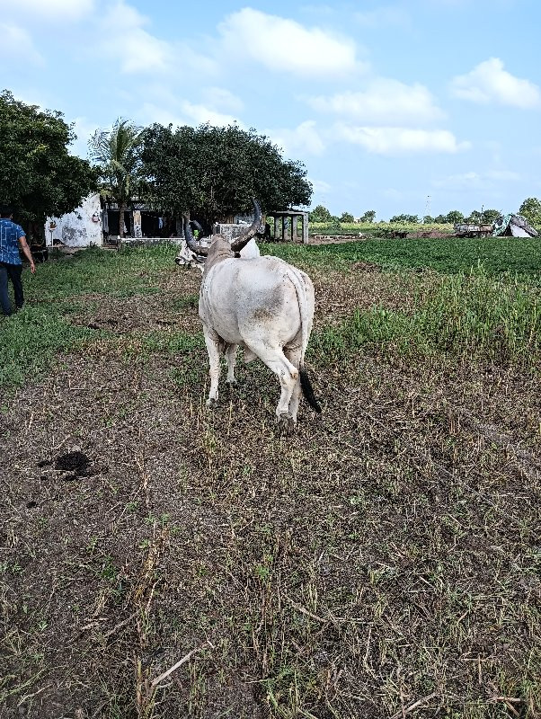 ગોધલા