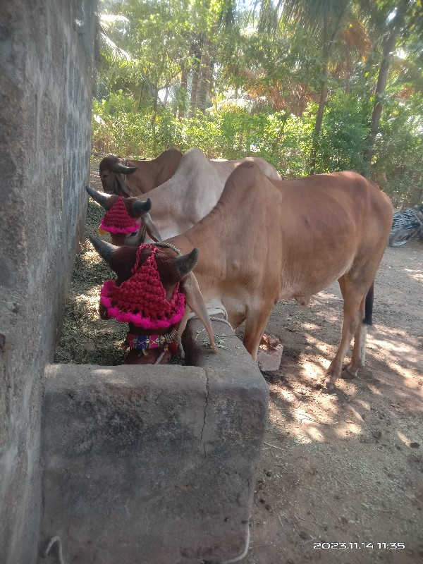 ગોઢલા  વેચવાના...