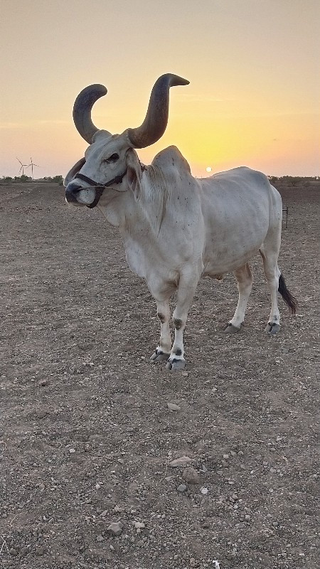 બધી જવાબદારી થી...