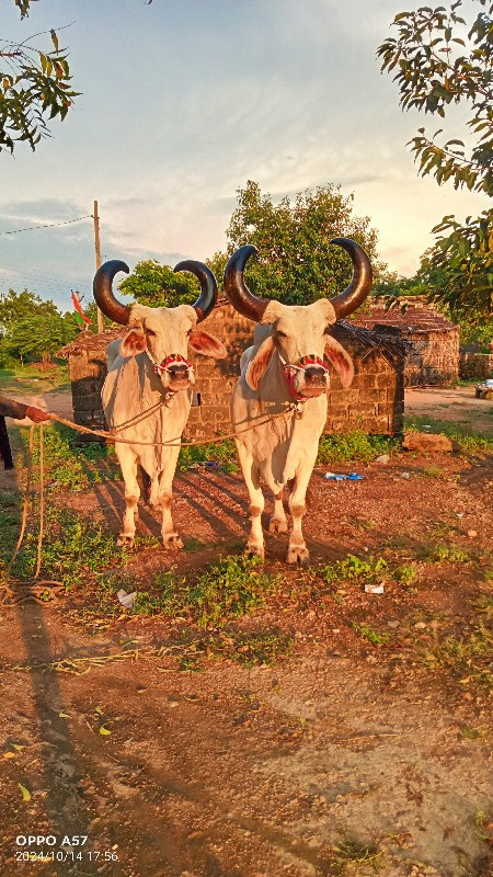 બળદ વેચવાના છે