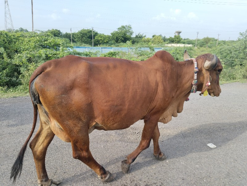 જમીન વેસવાની છે...