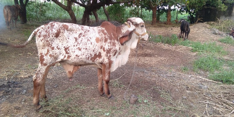 વાછડો