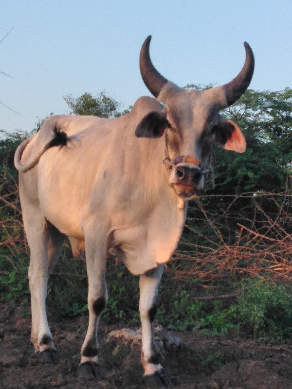 ગોડલો વેચવાનો છ...