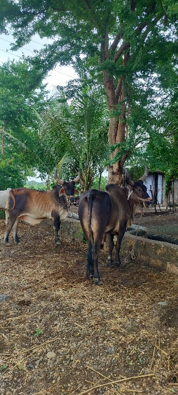 કાંકરેજ બળદ વેચ...