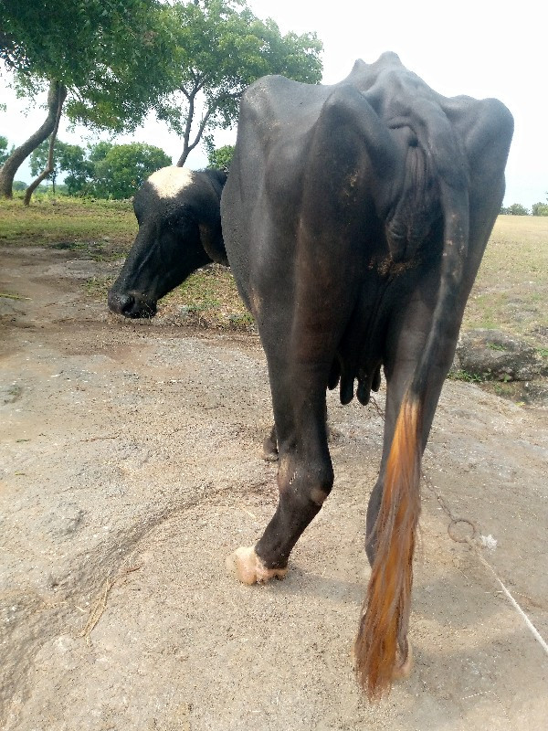 કાળી અને ભુરી ભ...