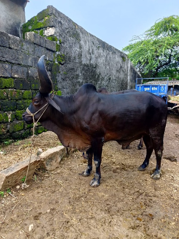 બળદ વેચવાના છે