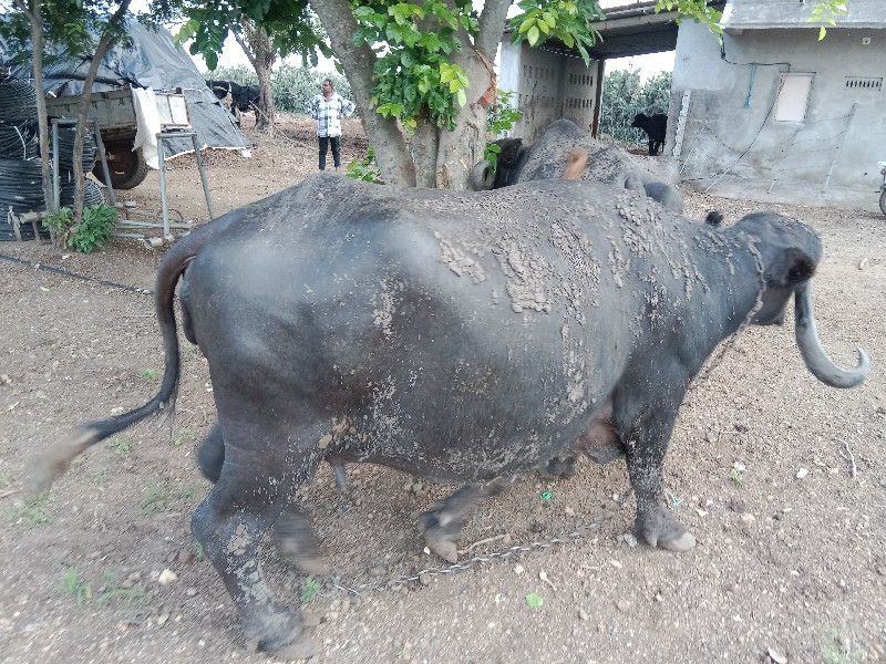 ભેંસ વેચવાની