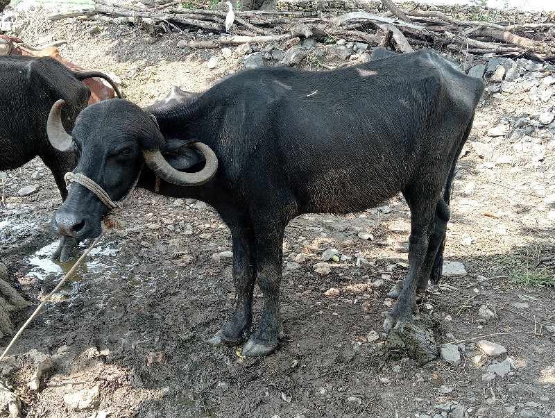 બાલુભાઈ ચૌહાણ