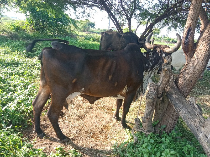 ગાય વેચવાની છે