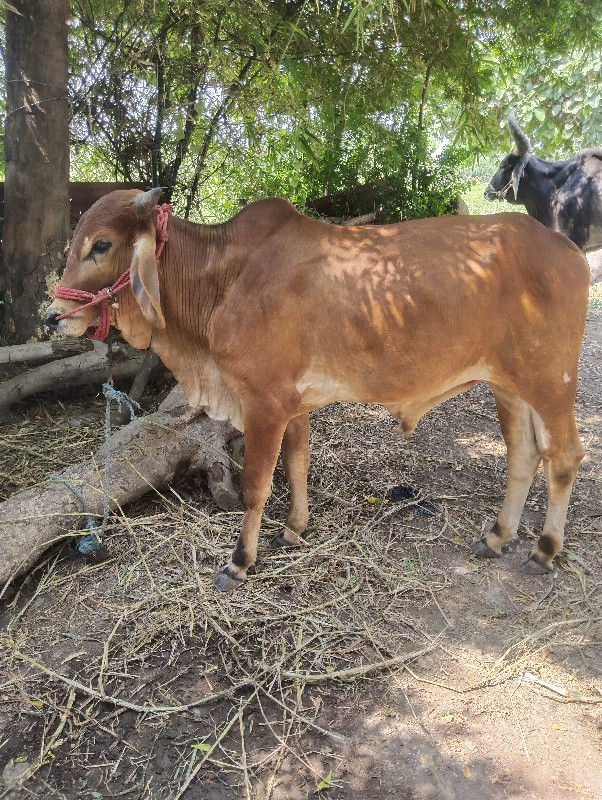 હા ભરત વેચાવજે