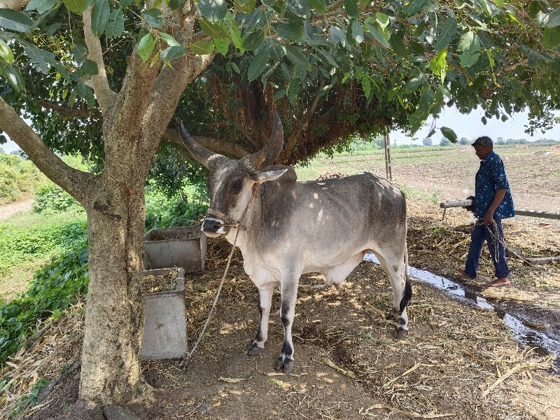 બળદ વેચવાના છે