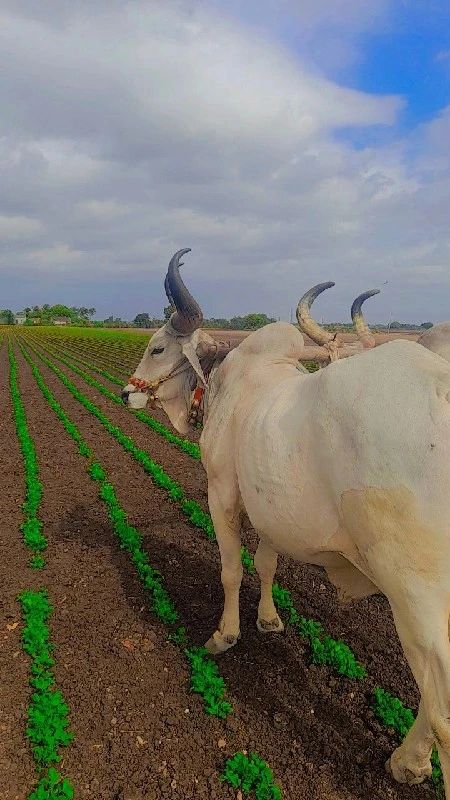 બળદ વેચવાનો છે.