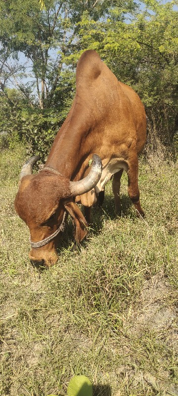 ગાય વેચવાની છે