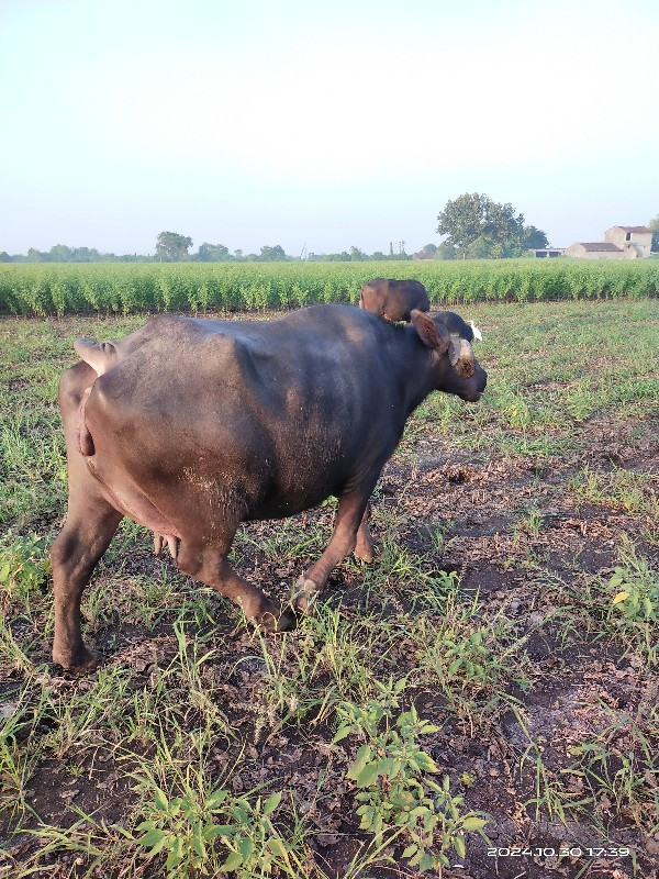 ભેંસ વેસવા ની સ...