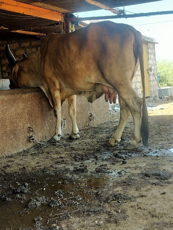 ગાય દેવાનિછે