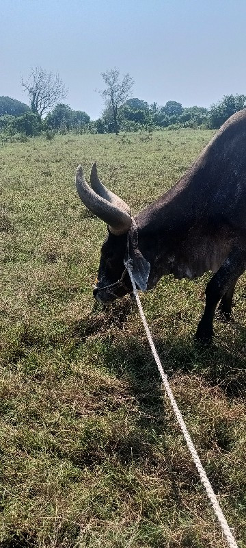 બળદ