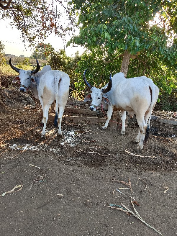 ગોઢલા વેચવાના છ...