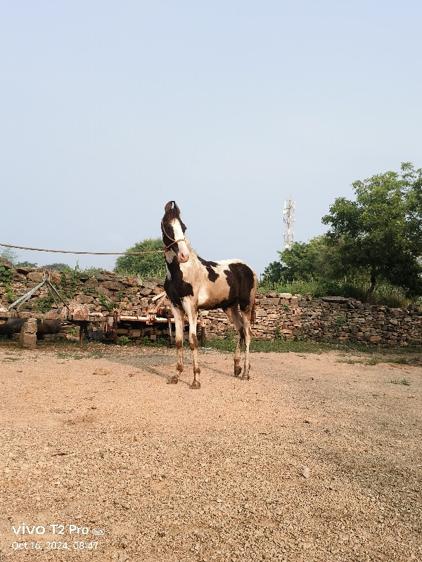 વસેરો વેસવા નો...