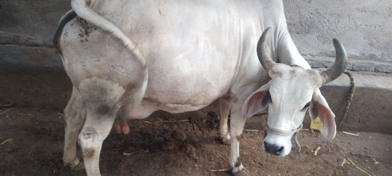 ગાય વેચવાની છે...