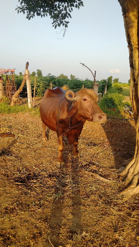 ભેંસ વેચવાની છે