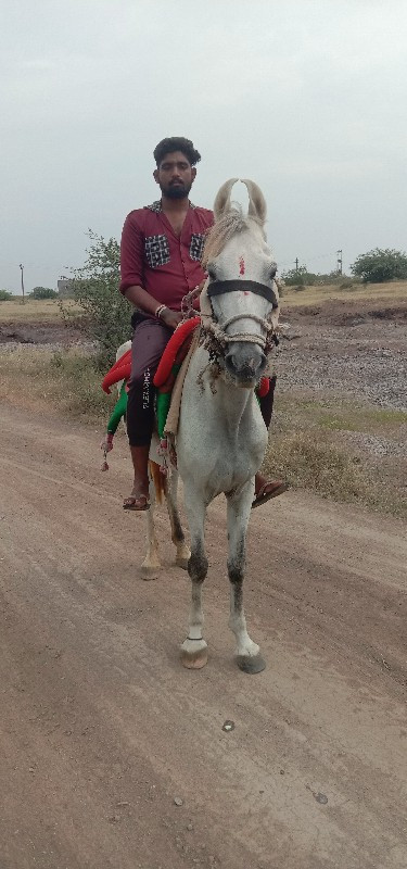 રોજીઘોડી વેચવાન...