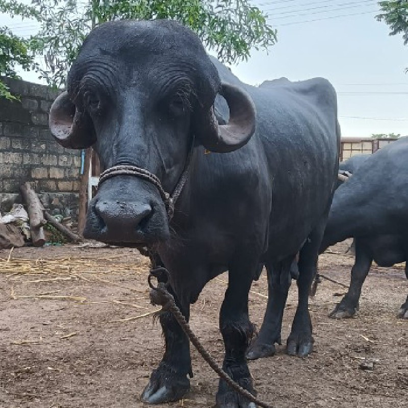 પેલા વેતર ખડેલી...