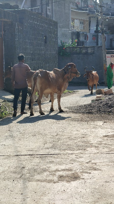 ગાય