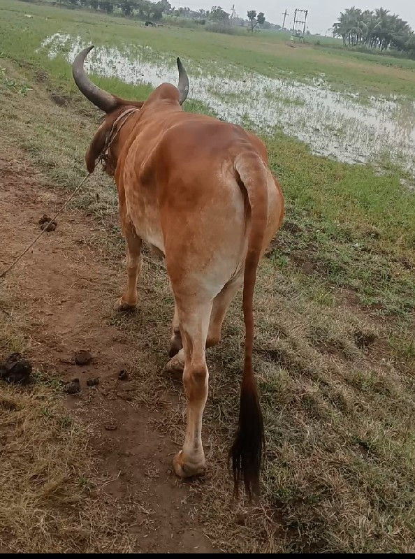 ગોધલો વેચવાનો છ...