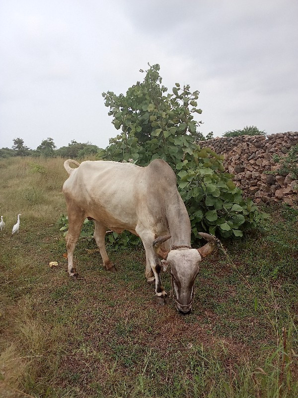 આ બળદ વેચવાનો છ...