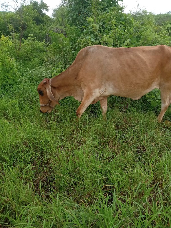 ગીર.કૌસ.હોડકી