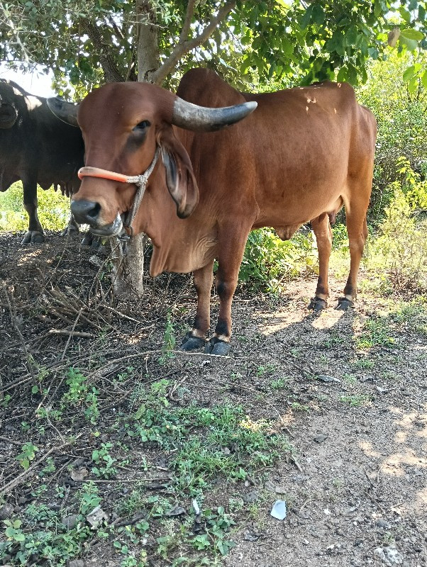 ઓરિજનલ ગીર પેલુ...