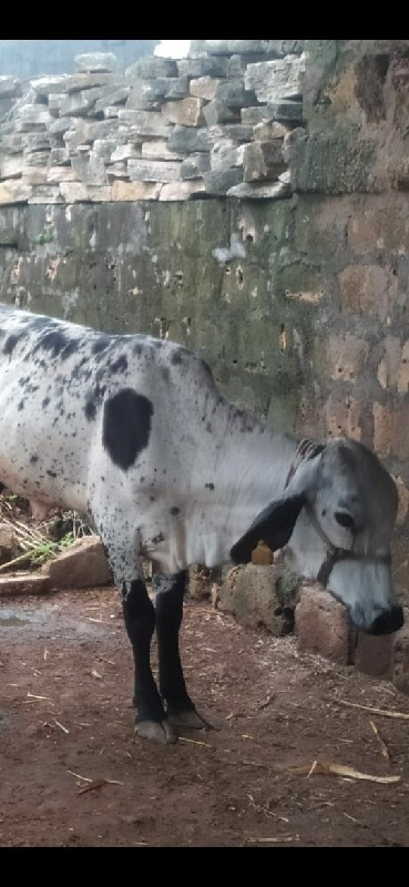 એચ ક્રોસ હોડકી...