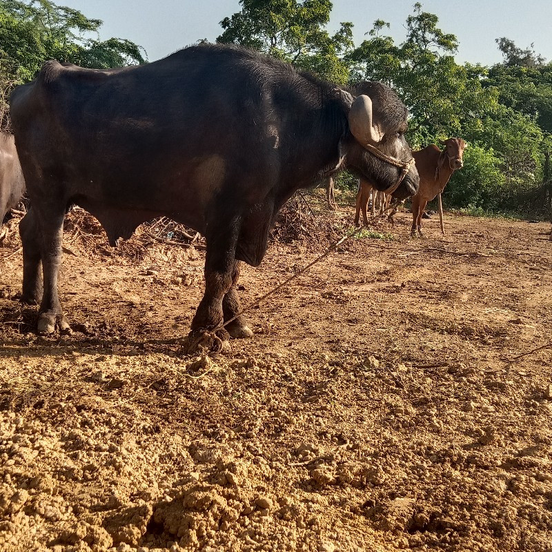 સાર વાડાનૉસૅ