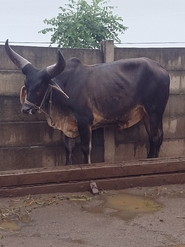 વાગડીયા