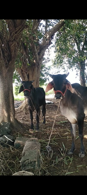 વાસડા વેચવાના છ...