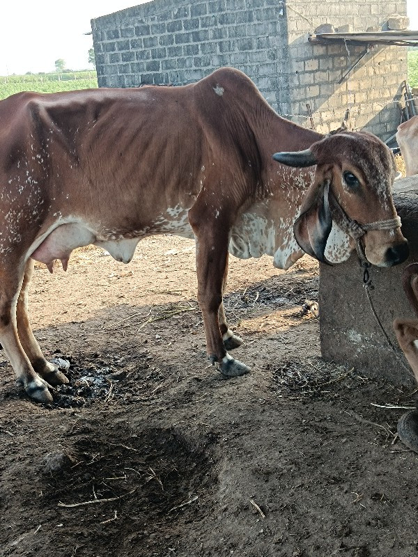 વેચવાની છે