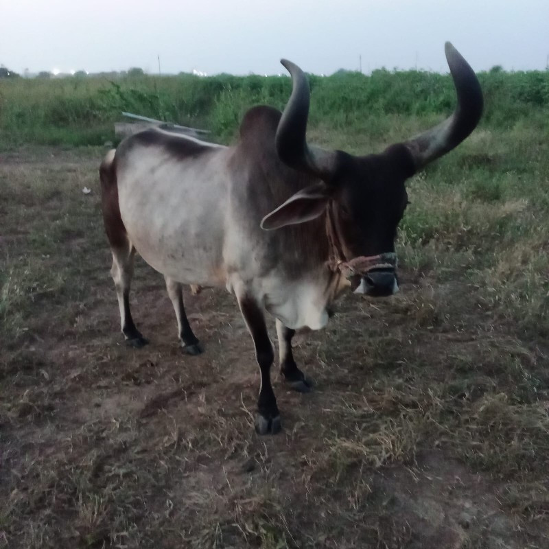 બળદ વેચવાના છે