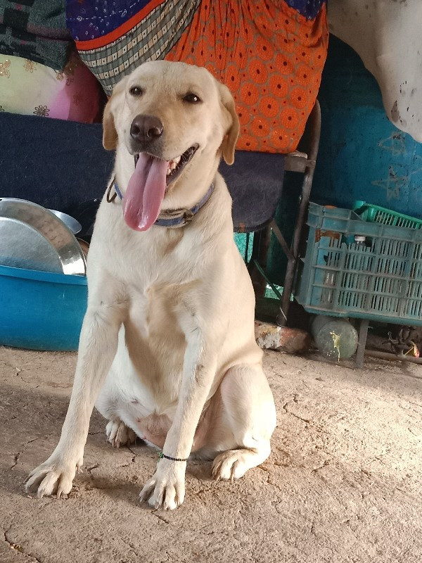 female Labrador