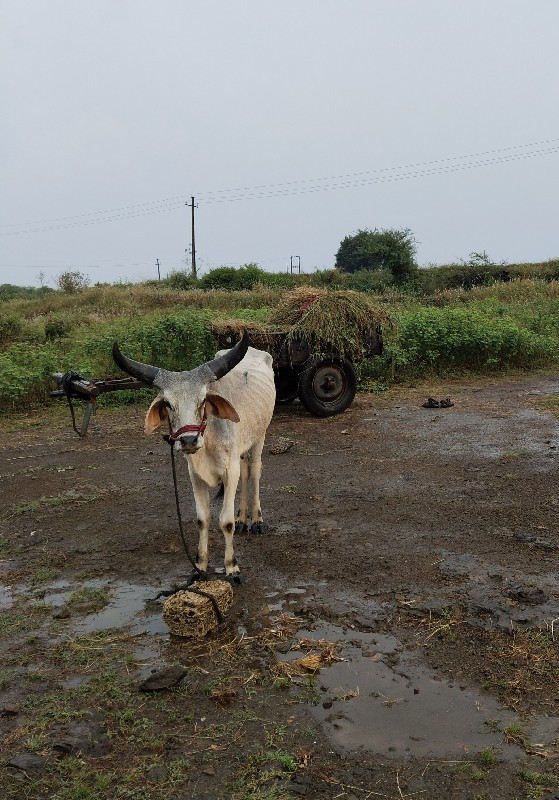 ગોંઢલા.એક.વાવેલ...