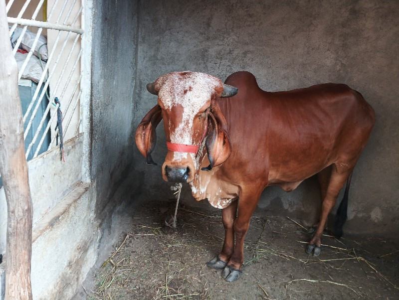 ઓણકી વેચવાની સે