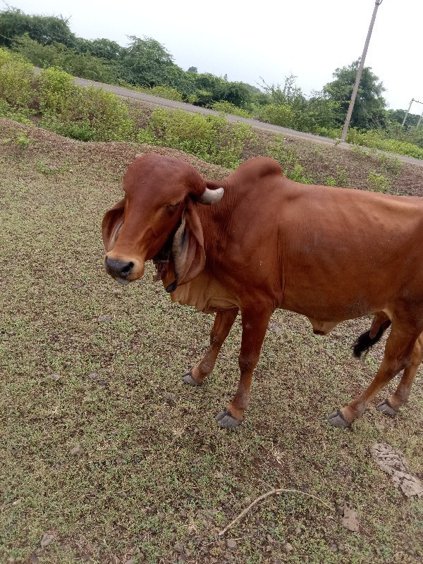 ગીર ગાય