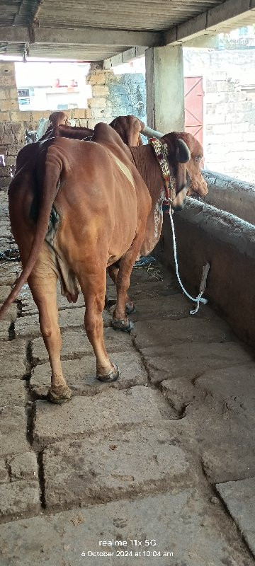 ગીર ગાય વેચવાની...