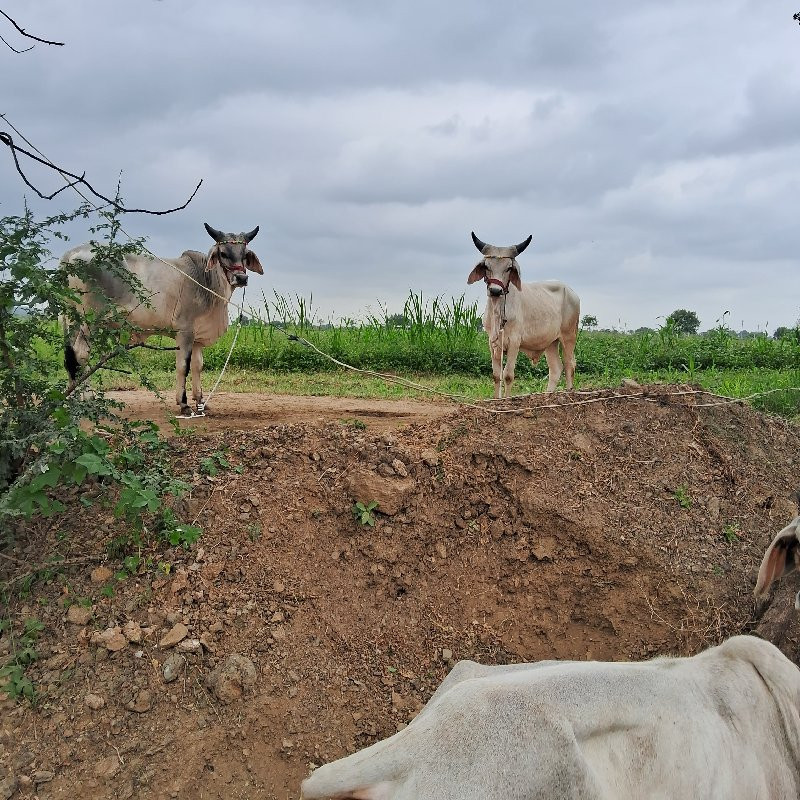 ગોઠલા  વેસવા ના...