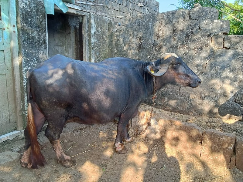 ભેસ  વેચવાની છે