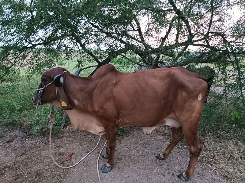 બીજું હેતર