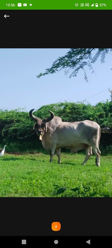 બળદ વેસવાનોસે બ...