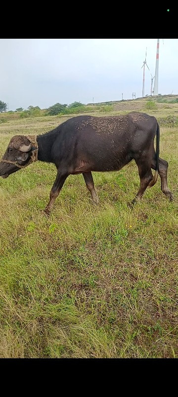 3 વરસ નું