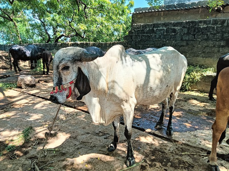 ગીરગાય